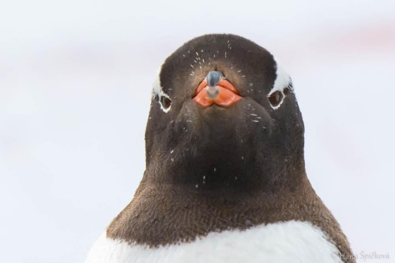 HDS27-26, Day 6, _DSC9092 Hana (3) © Hana Spickova - Oceanwide Expeditions.jpg