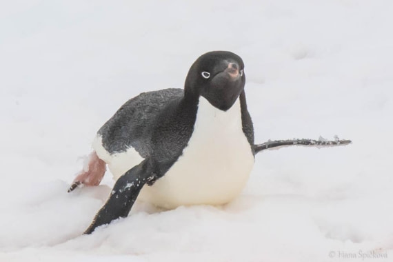 HDS27-26, Day 6, _DSC9092 Hana (4) © Hana Spickova - Oceanwide Expeditions.jpg