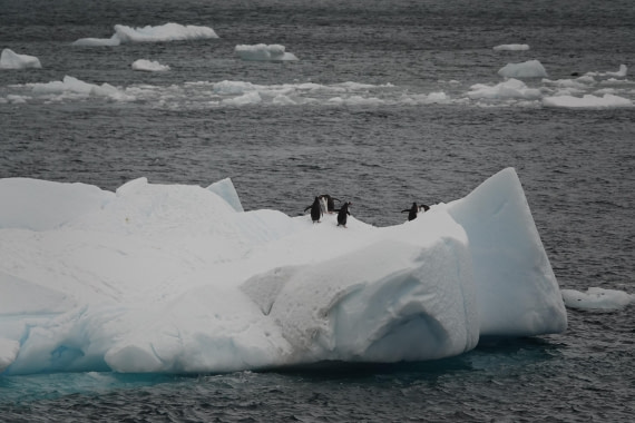 HDS27-26, Day 6, DSC04480 © Unknown photographer - Oceanwide Expeditions.JPG