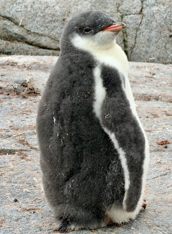 HDS27-26, Day 6, IMG_1573 © Unknown photographer - Oceanwide Expeditions.jpg