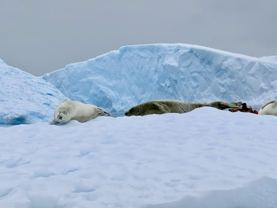 HDS27-26, Day 6, IMG_2001_Hana_(6) © Hana Spickova - Oceanwide Expeditions.jpg