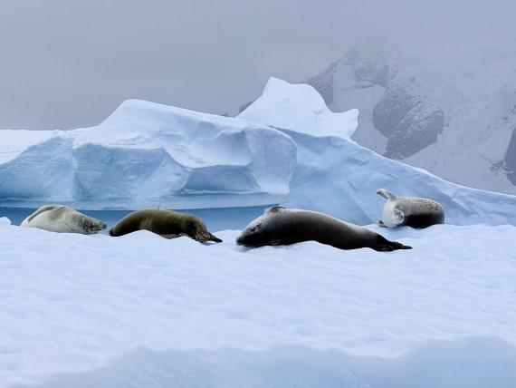 HDS27-26, Day 6, IMG_2001_Hana_(7) © Hana Spickova - Oceanwide Expeditions.jpg