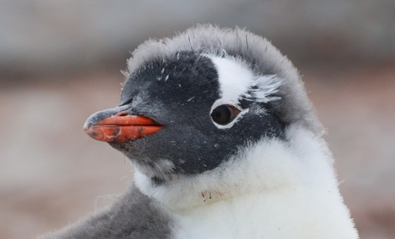 HDS27-26, Day 6, IMG_9200 © Unknown photographer - Oceanwide Expeditions.JPG