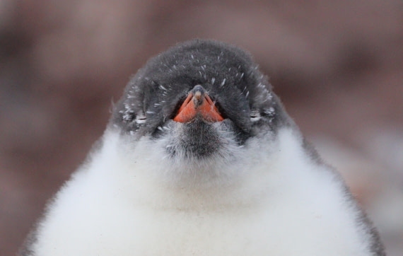 HDS27-26, Day 6, IMG_9230 © Unknown photographer - Oceanwide Expeditions.JPG