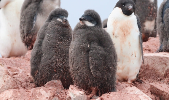 HDS27-26, Day 6, IMG_9235 © Unknown photographer - Oceanwide Expeditions.JPG