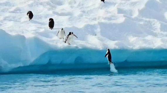 HDS27-26, Day 7, 20260124_094029_Jodi © Jodi Gaylord - Oceanwide Expeditions.jpg