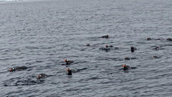HDS27-26, Day 7, 20260124_094145_Jodi © Jodi Gaylord - Oceanwide Expeditions.jpg
