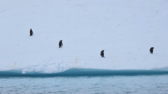 HDS27-26, Day 7, 20260124_104342-Jodi © Jodi Gaylord - Oceanwide Expeditions.jpg