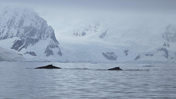 HDS27-26, Day 7, 20260124_111452-Jodi © Jodi Gaylord - Oceanwide Expeditions.jpg