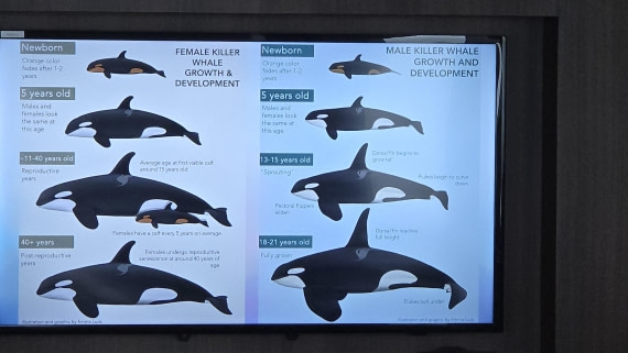HDS27-26, Day 7, 20260124_152922-Jodi © Jodi Gaylord - Oceanwide Expeditions.jpg