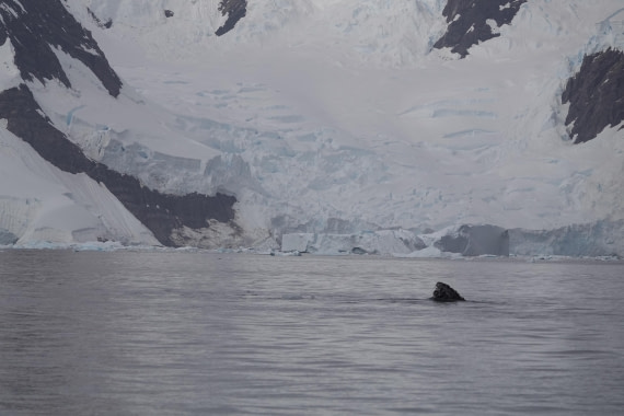 HDS27-26, Day 7, DSC04485 © Unknown photographer - Oceanwide Expeditions.JPG