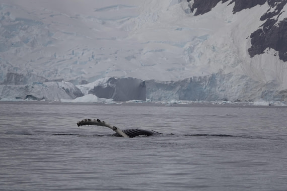 HDS27-26, Day 7, DSC04486 © Unknown photographer - Oceanwide Expeditions.JPG