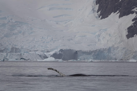 HDS27-26, Day 7, DSC04487 © Unknown photographer - Oceanwide Expeditions.JPG