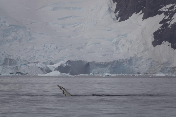 HDS27-26, Day 7, DSC04488 © Unknown photographer - Oceanwide Expeditions.JPG