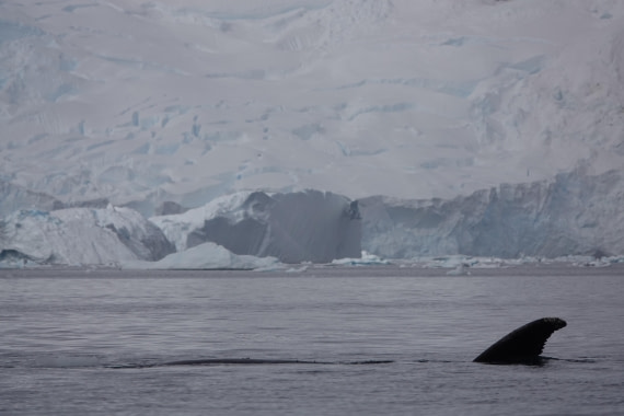 HDS27-26, Day 7, DSC04490 © Unknown photographer - Oceanwide Expeditions.JPG