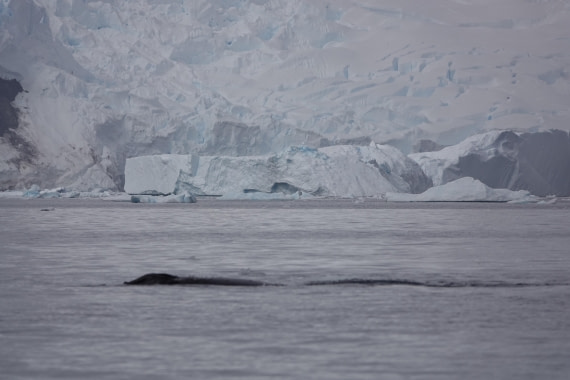 HDS27-26, Day 7, DSC04491 © Unknown photographer - Oceanwide Expeditions.JPG