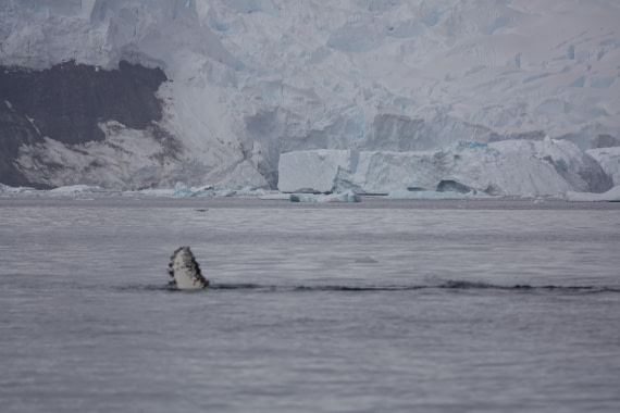 HDS27-26, Day 7, DSC04493 © Unknown photographer - Oceanwide Expeditions.JPG