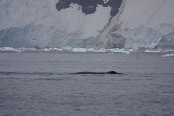 HDS27-26, Day 7, DSC04496 © Unknown photographer - Oceanwide Expeditions.JPG