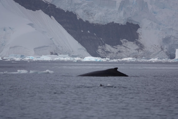 HDS27-26, Day 7, DSC04497 © Unknown photographer - Oceanwide Expeditions.JPG