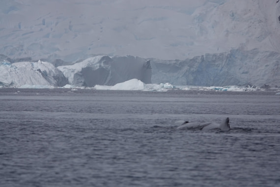 HDS27-26, Day 7, DSC04498 © Unknown photographer - Oceanwide Expeditions.JPG