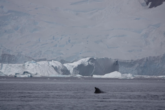 HDS27-26, Day 7, DSC04501 © Unknown photographer - Oceanwide Expeditions.JPG