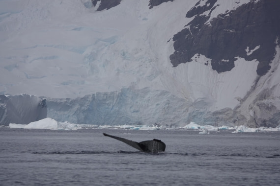 HDS27-26, Day 7, DSC04503 © Unknown photographer - Oceanwide Expeditions.JPG