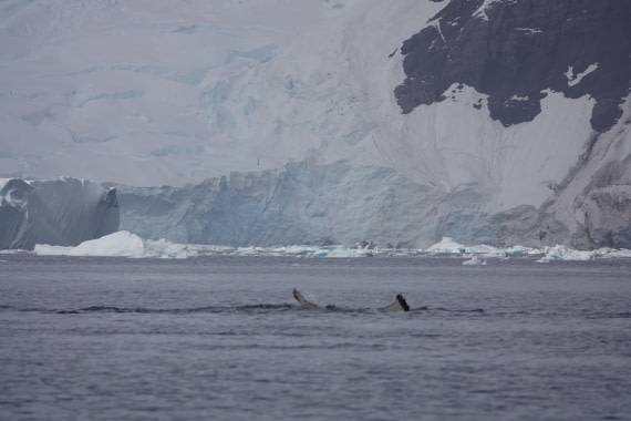 HDS27-26, Day 7, DSC04504 © Unknown photographer - Oceanwide Expeditions.JPG