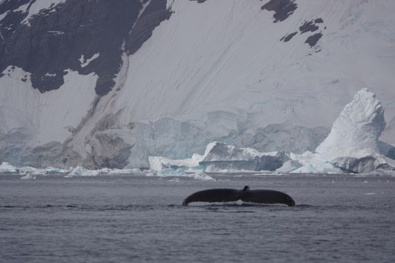 HDS27-26, Day 7, DSC04505 © Unknown photographer - Oceanwide Expeditions.JPG