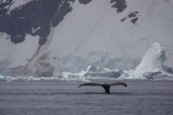 HDS27-26, Day 7, DSC04506 © Unknown photographer - Oceanwide Expeditions.JPG