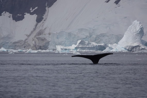 HDS27-26, Day 7, DSC04507 © Unknown photographer - Oceanwide Expeditions.JPG