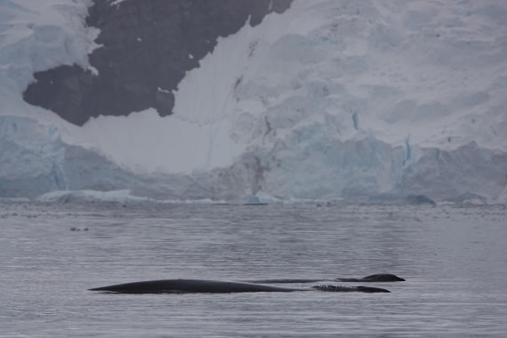 HDS27-26, Day 7, DSC04510 © Unknown photographer - Oceanwide Expeditions.JPG