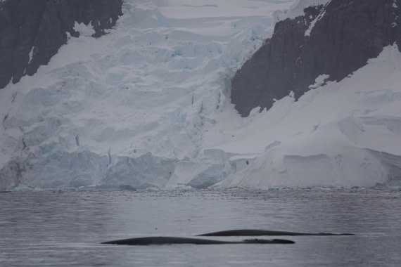 HDS27-26, Day 7, DSC04515 © Unknown photographer - Oceanwide Expeditions.JPG