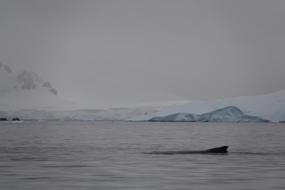 HDS27-26, Day 7, DSC04527 © Unknown photographer - Oceanwide Expeditions.JPG