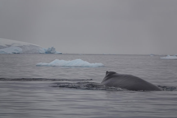 HDS27-26, Day 7, DSC04529 © Unknown photographer - Oceanwide Expeditions.JPG