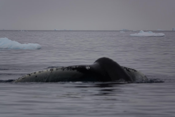 HDS27-26, Day 7, DSC04530 © Unknown photographer - Oceanwide Expeditions.JPG