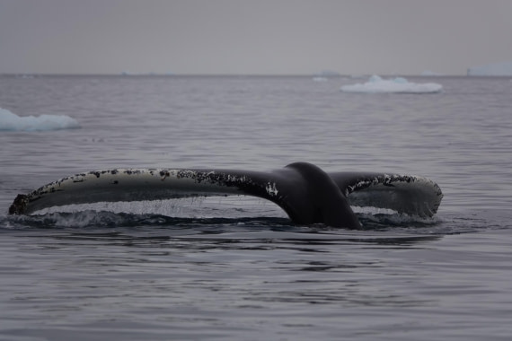 HDS27-26, Day 7, DSC04531 © Unknown photographer - Oceanwide Expeditions.JPG