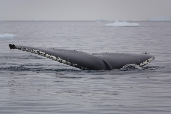 HDS27-26, Day 7, DSC04532 © Unknown photographer - Oceanwide Expeditions.JPG