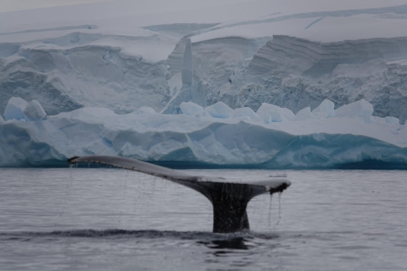 HDS27-26, Day 7, DSC04537 © Unknown photographer - Oceanwide Expeditions.JPG