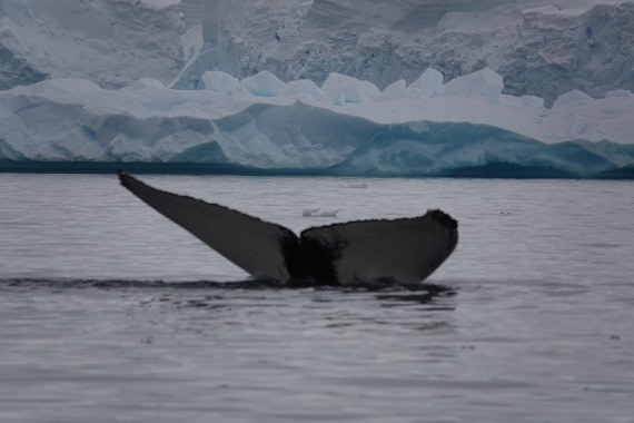 HDS27-26, Day 7, DSC04539 © Unknown photographer - Oceanwide Expeditions.JPG