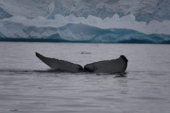 HDS27-26, Day 7, DSC04540 © Unknown photographer - Oceanwide Expeditions.JPG