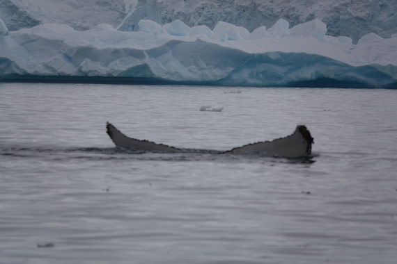 HDS27-26, Day 7, DSC04541 © Unknown photographer - Oceanwide Expeditions.JPG