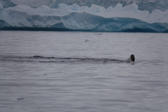 HDS27-26, Day 7, DSC04542 © Unknown photographer - Oceanwide Expeditions.JPG
