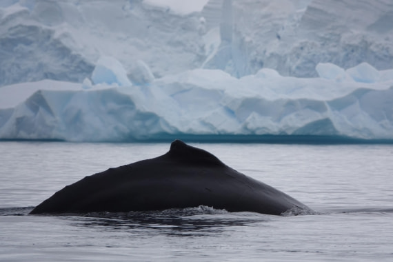 HDS27-26, Day 7, DSC04543 © Unknown photographer - Oceanwide Expeditions.JPG