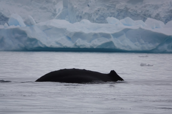 HDS27-26, Day 7, DSC04544 © Unknown photographer - Oceanwide Expeditions.JPG