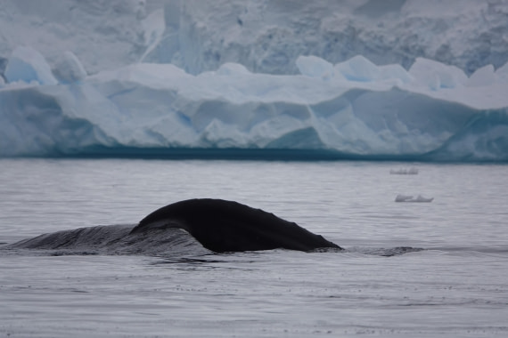 HDS27-26, Day 7, DSC04545 © Unknown photographer - Oceanwide Expeditions.JPG