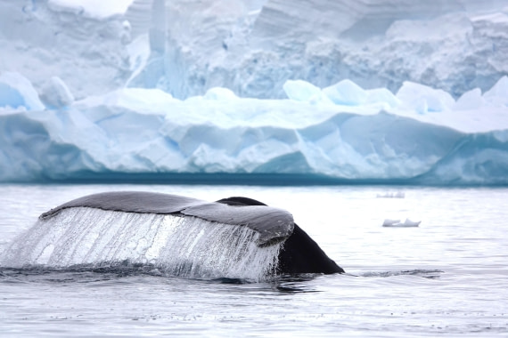 HDS27-26, Day 7, DSC04546 © Unknown photographer - Oceanwide Expeditions.JPG