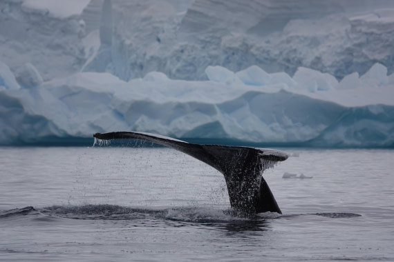 HDS27-26, Day 7, DSC04547 © Unknown photographer - Oceanwide Expeditions.JPG
