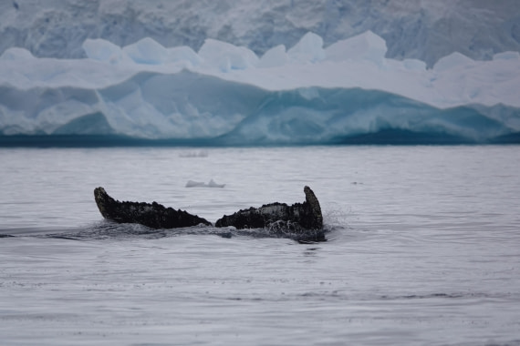 HDS27-26, Day 7, DSC04549 © Unknown photographer - Oceanwide Expeditions.JPG