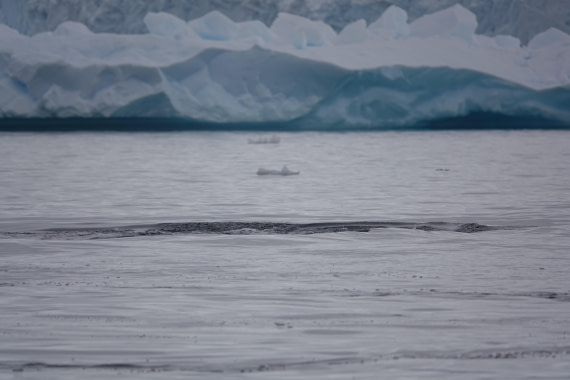 HDS27-26, Day 7, DSC04550 © Unknown photographer - Oceanwide Expeditions.JPG