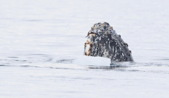 HDS27-26, Day 7, IMG_9313 © Unknown photographer - Oceanwide Expeditions.JPG